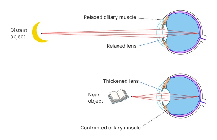 accommodation cue diagram of how the eye focuses light